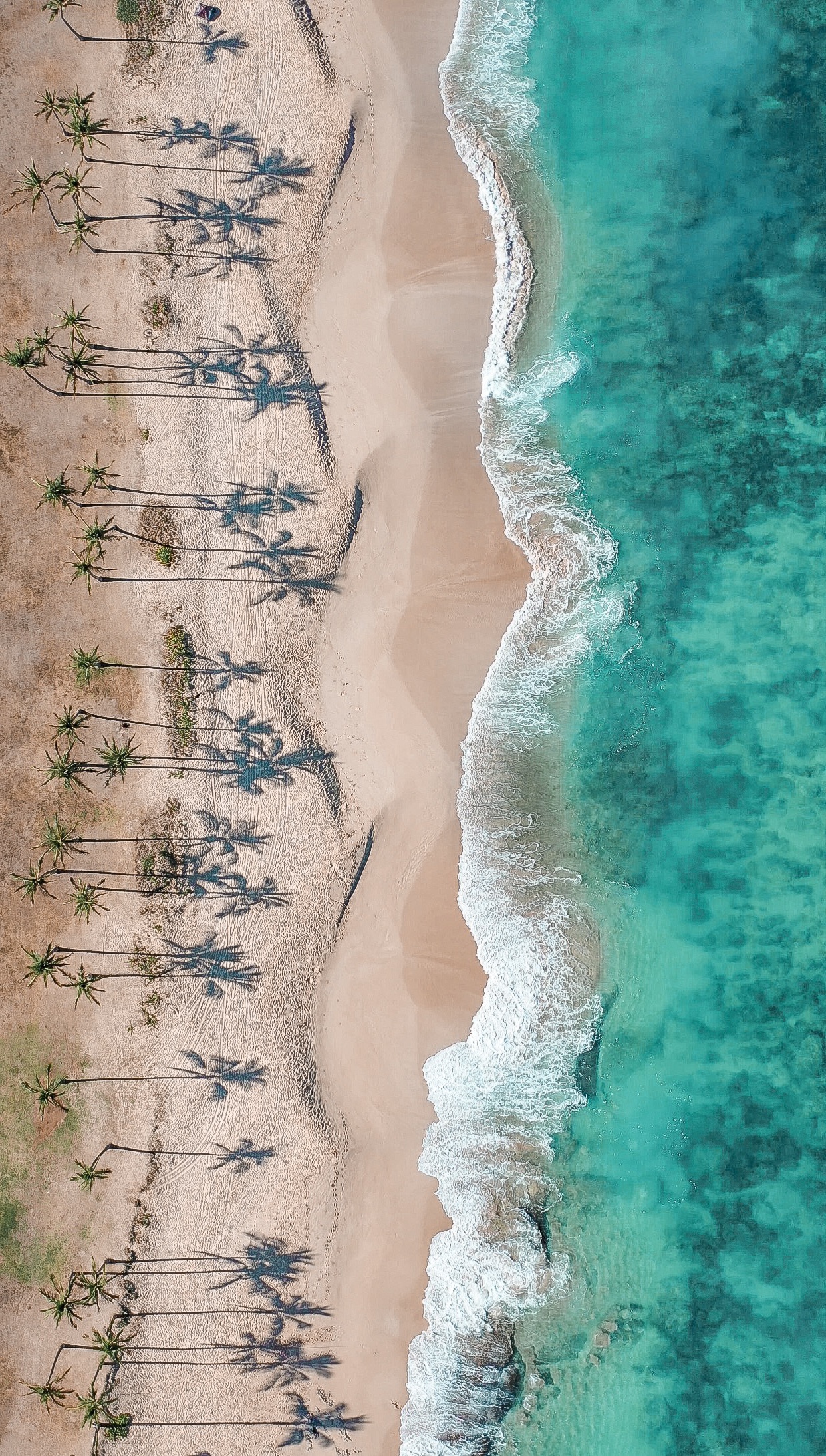 【待ち受け画像】ハワイの海 ドローン撮影 ヤシの木 | Lilly Blog