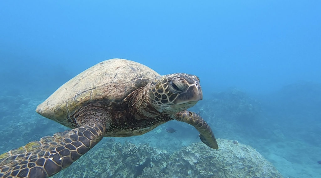 Hawaii ハワイでウミガメと泳げるビーチ Lilly Blog